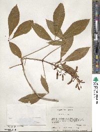 Aesculus pavia image