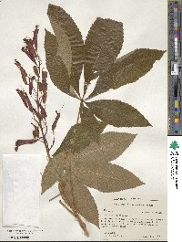 Aesculus pavia image