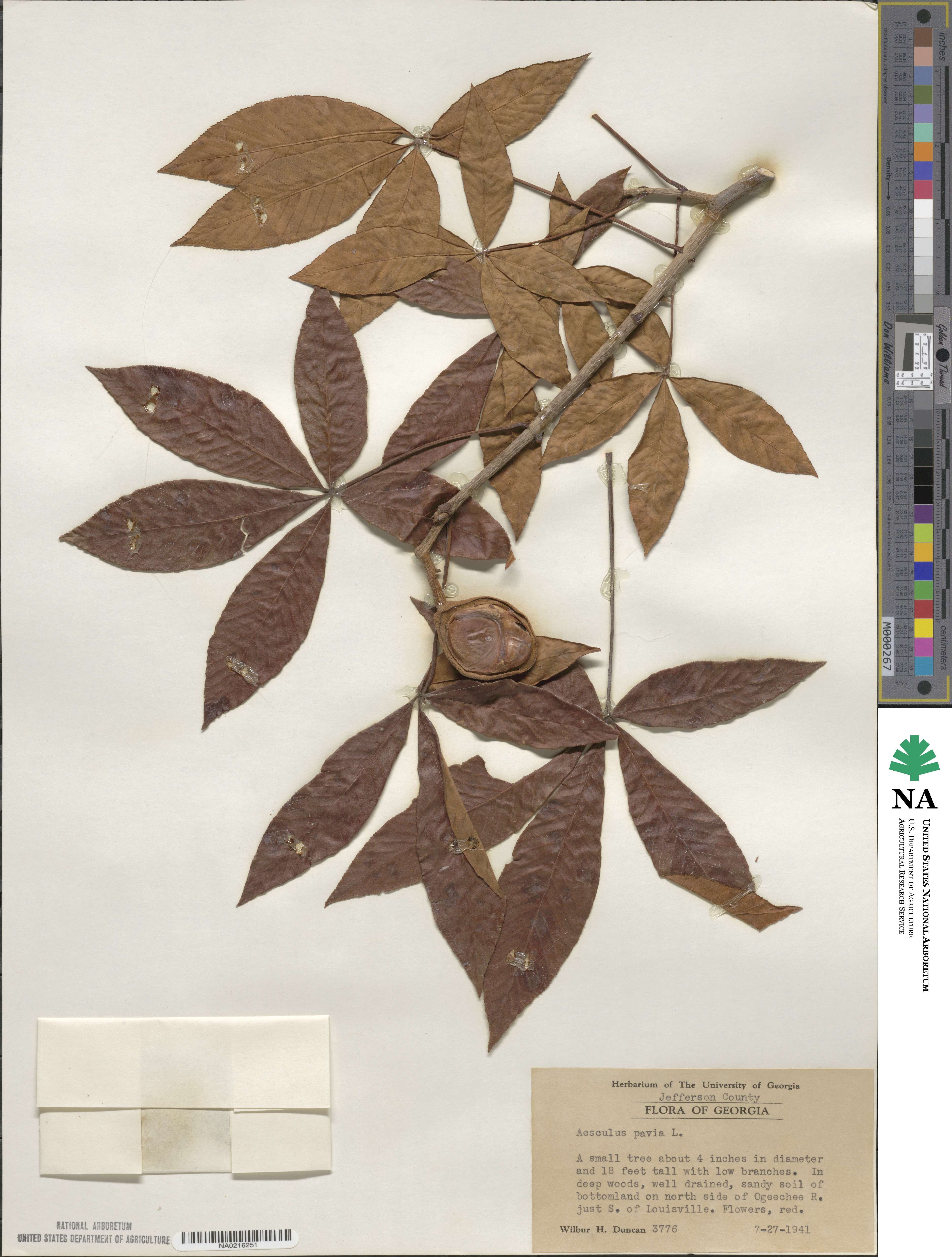 Aesculus pavia image