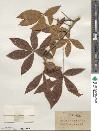 Aesculus pavia image