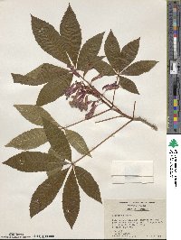 Aesculus pavia image