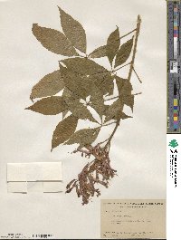 Aesculus pavia image