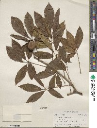 Aesculus pavia image