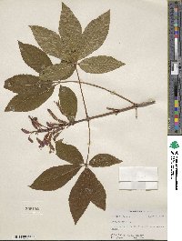 Aesculus pavia image