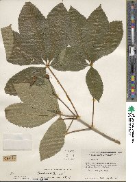 Aesculus pavia image