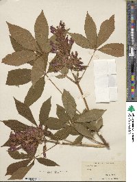 Aesculus pavia image