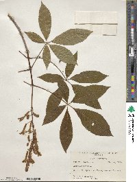 Aesculus pavia image