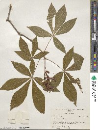 Aesculus pavia image