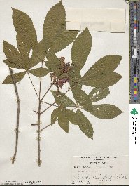 Aesculus pavia image