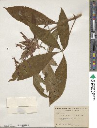 Aesculus pavia image