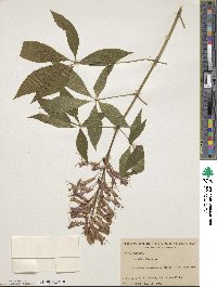 Aesculus pavia image