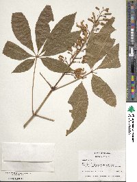 Aesculus pavia image