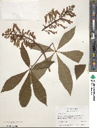 Aesculus pavia image