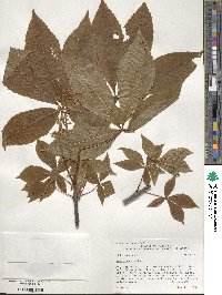 Aesculus pavia image