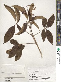 Aesculus pavia image