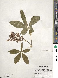 Aesculus pavia image