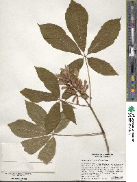 Aesculus pavia image