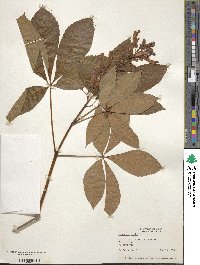 Aesculus pavia image