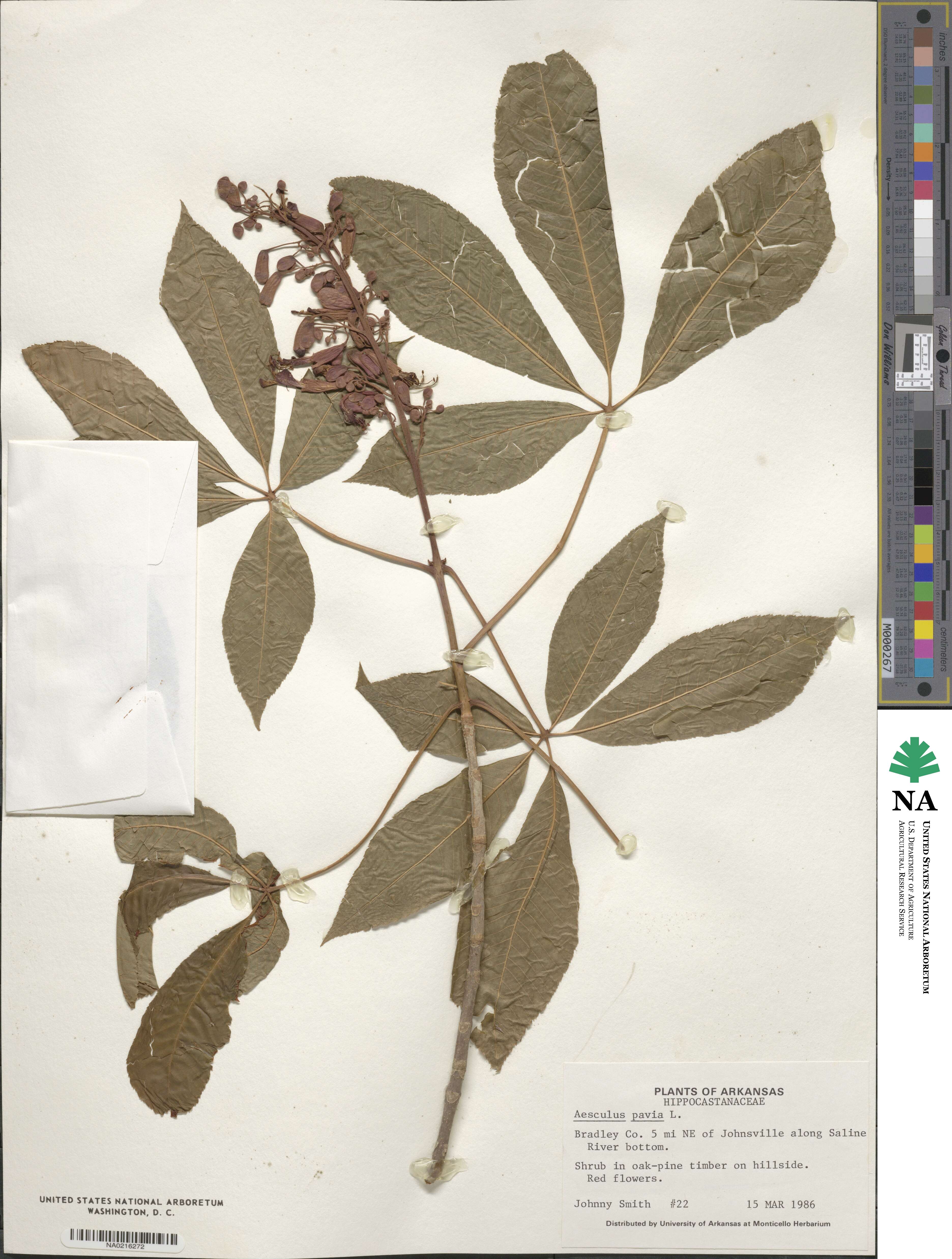 Aesculus pavia image