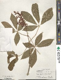 Aesculus pavia image