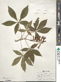 Aesculus pavia image