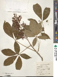 Aesculus pavia image