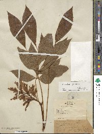 Aesculus pavia image