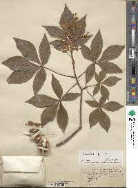 Aesculus pavia image