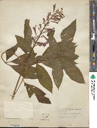 Aesculus pavia image