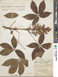 Aesculus pavia image