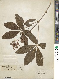 Aesculus pavia image