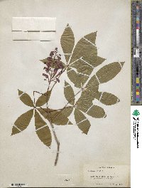 Aesculus pavia image