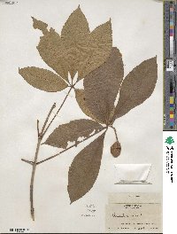 Aesculus pavia image