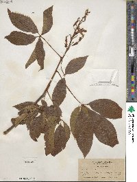 Aesculus pavia image