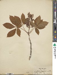 Aesculus pavia image