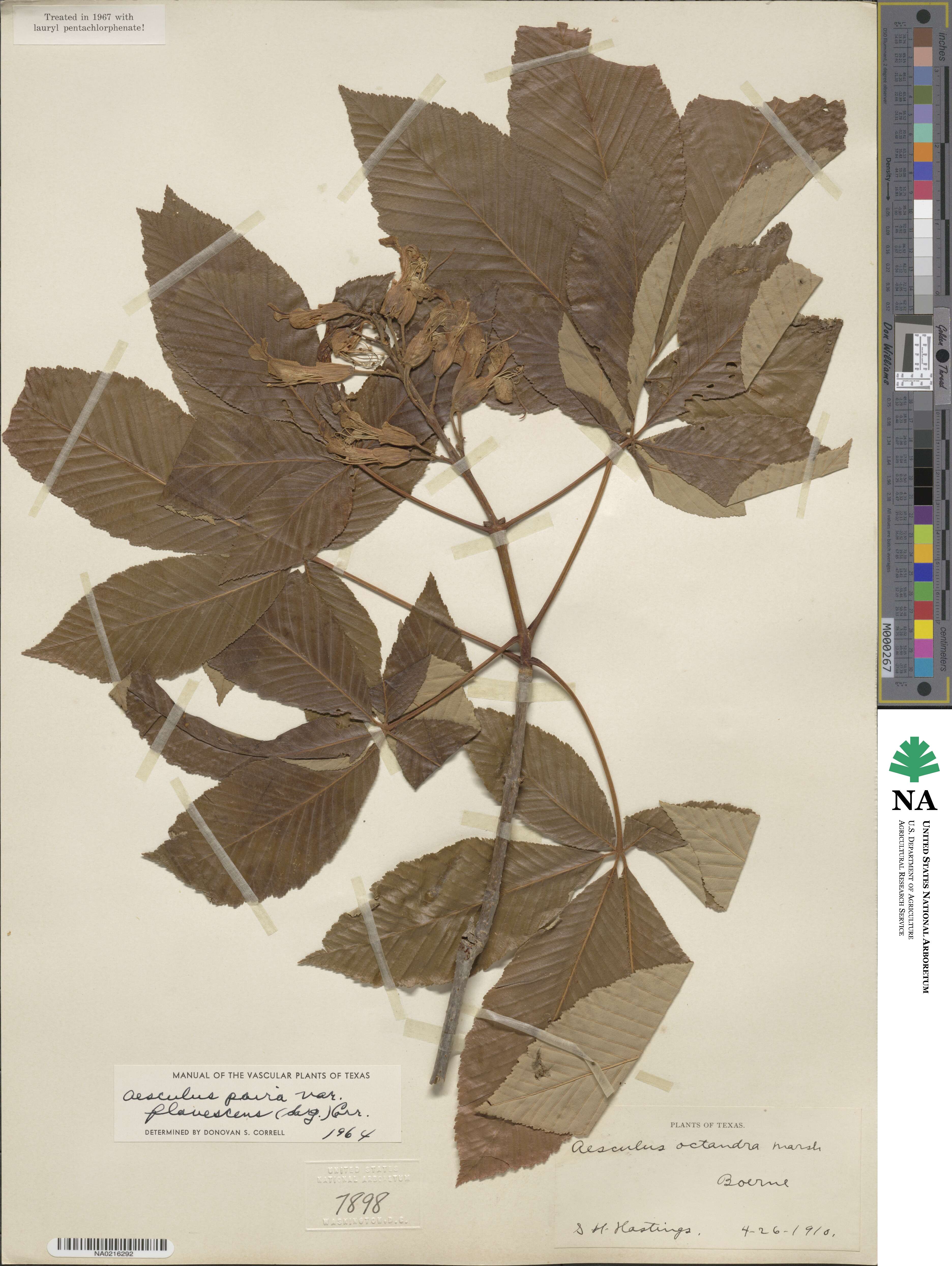 Aesculus pavia image