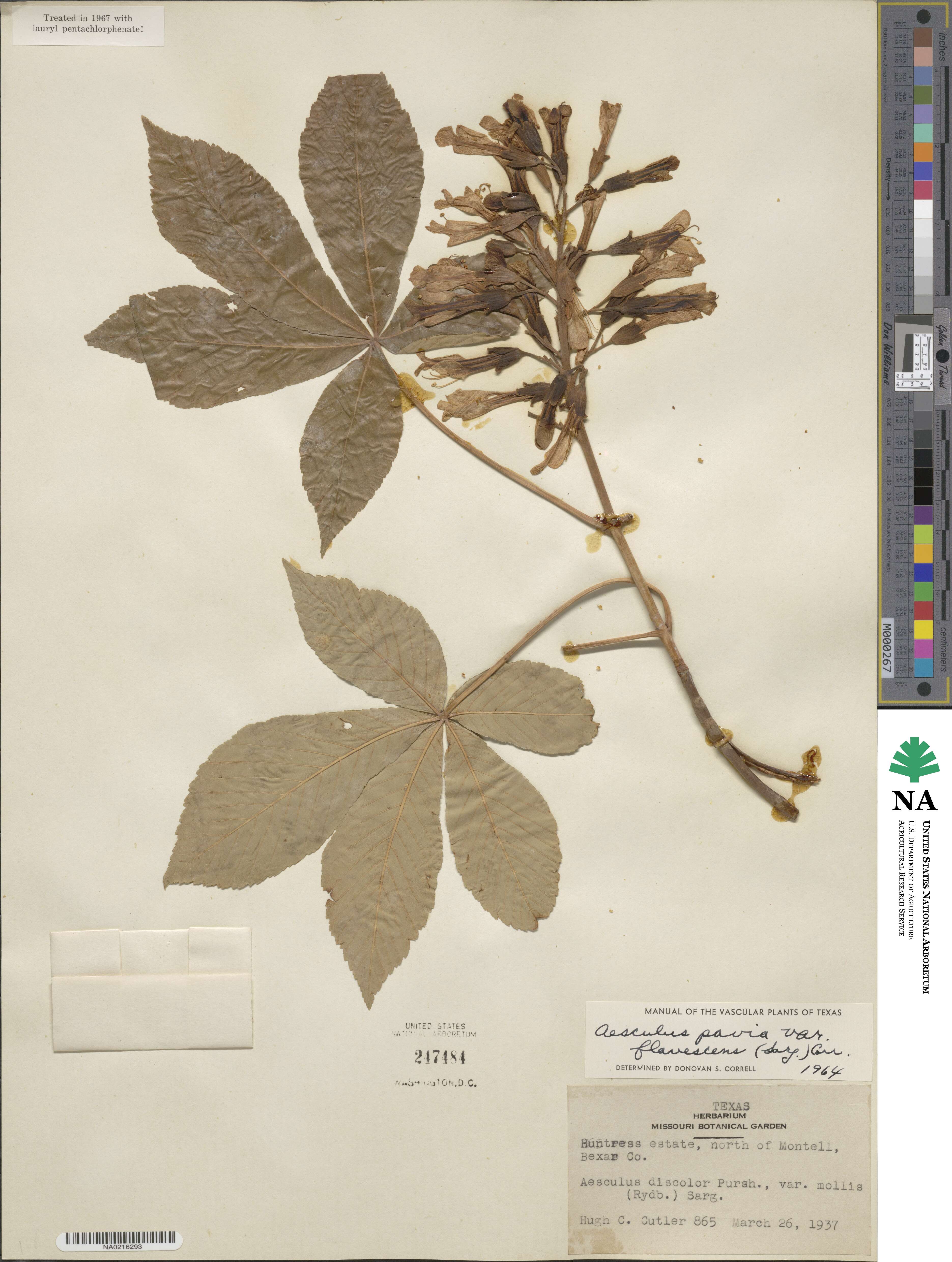 Aesculus pavia var. flavescens image