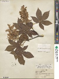 Aesculus pavia image