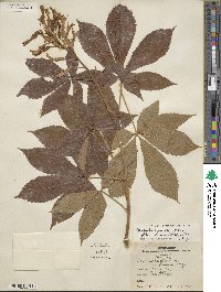 Aesculus pavia var. flavescens image