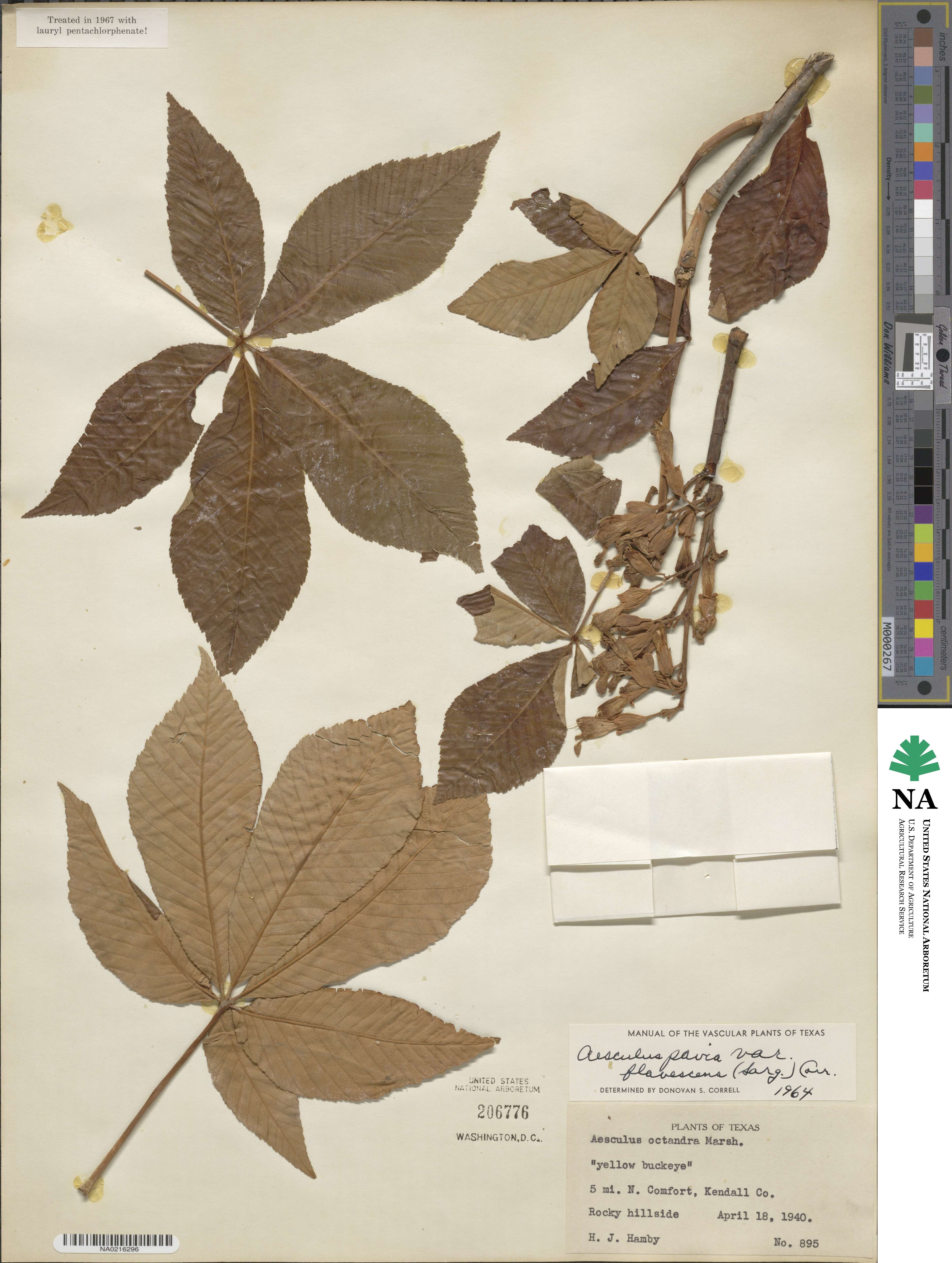 Aesculus pavia image