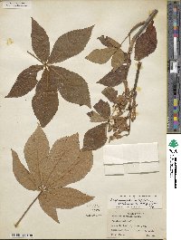 Aesculus pavia var. flavescens image