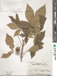 Aesculus sylvatica image