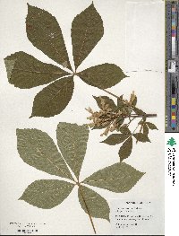 Aesculus sylvatica image