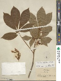 Aesculus sylvatica image