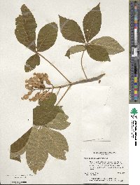 Aesculus sylvatica image