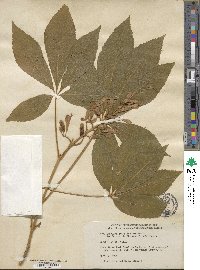 Aesculus sylvatica image