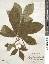 Aesculus sylvatica image