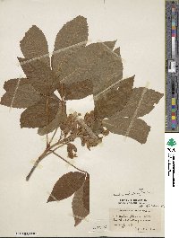 Aesculus sylvatica image