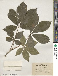 Aesculus sylvatica image