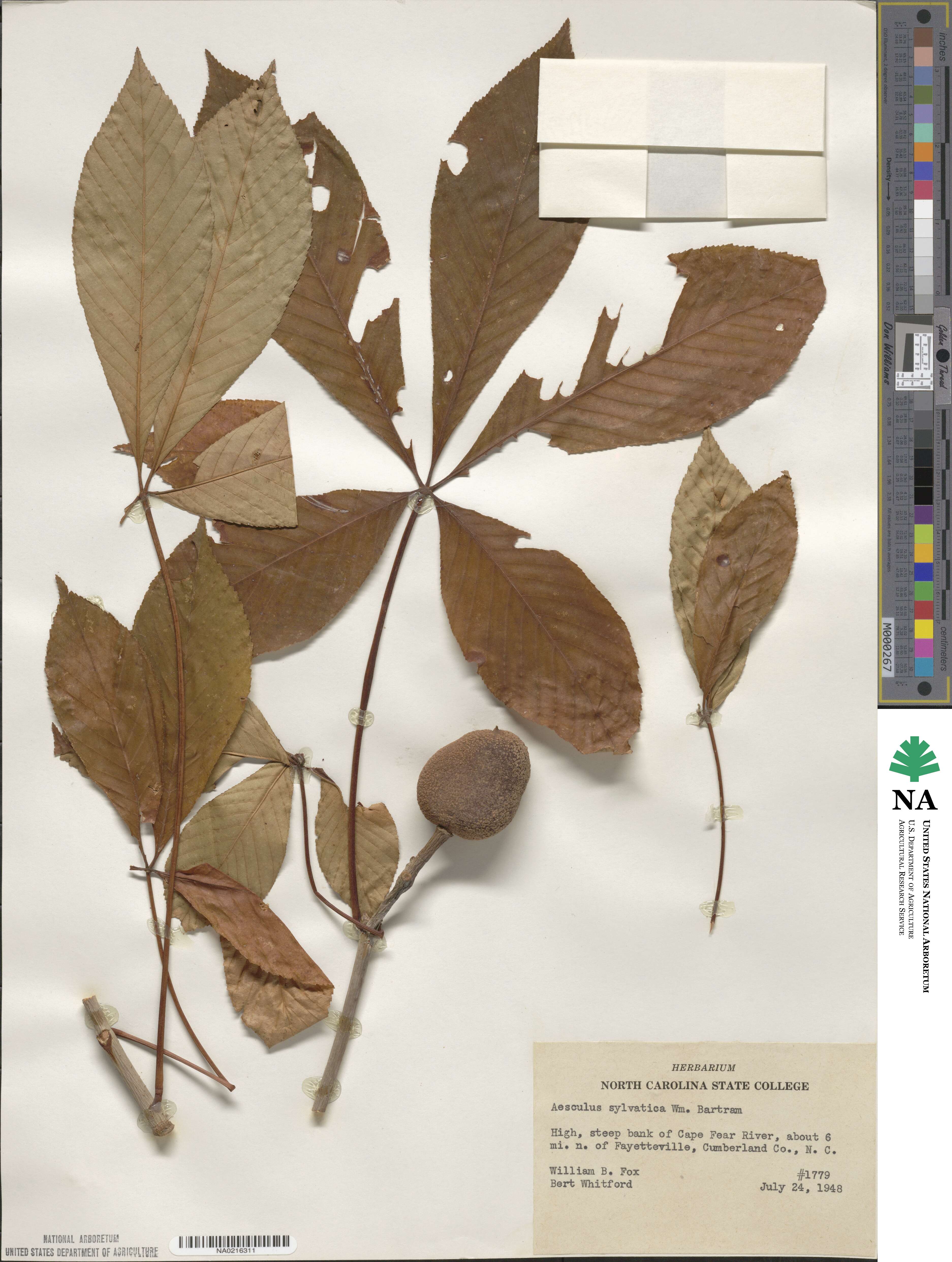 Aesculus sylvatica image